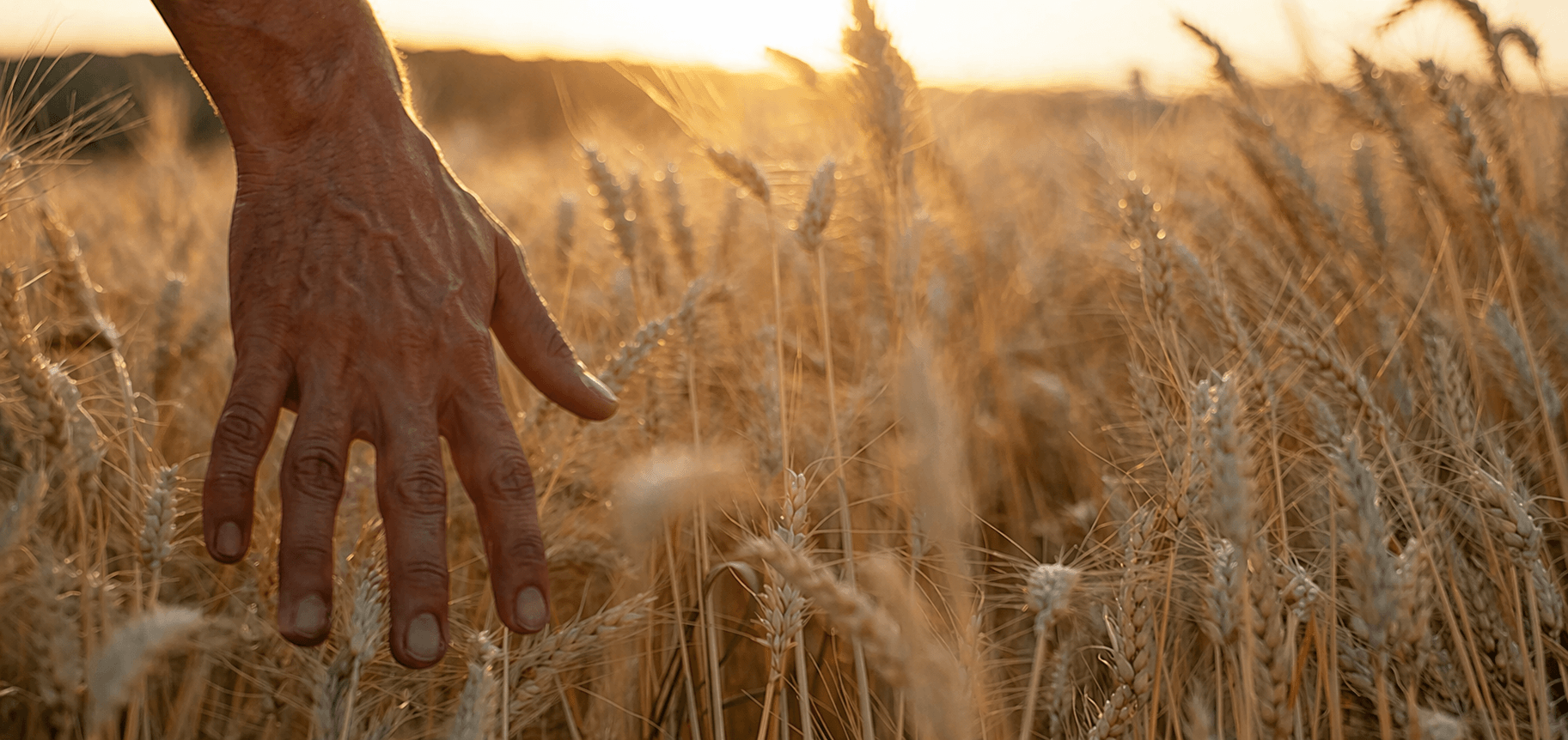 Nova colheitadeira S4